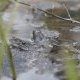 Une flopée de grenouille Agile